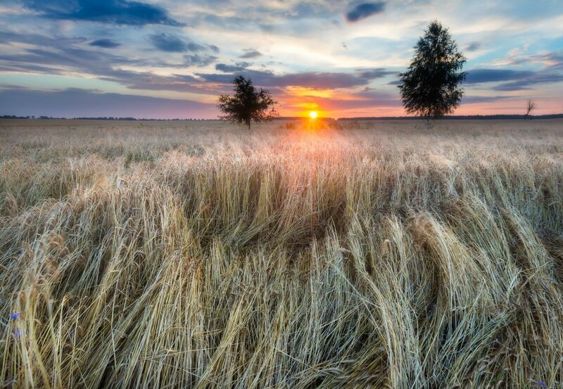 beautiful landscape of sunset over corn field