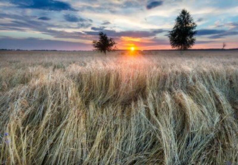 beautiful landscape of sunset over corn field__463x320