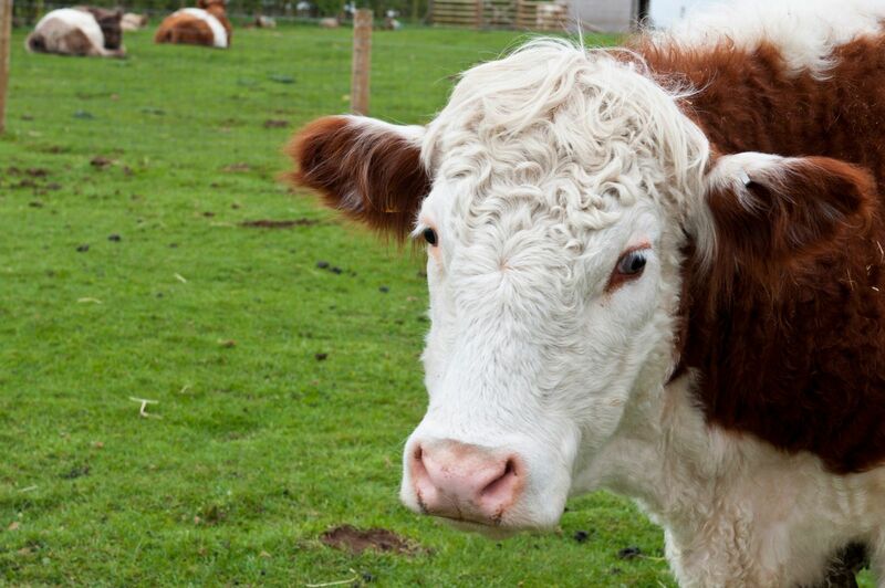 Cattle & Beef - Close up shot of brown and white cow