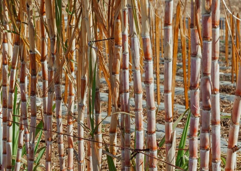 Sugar - Sugar Cane Growing in Sun