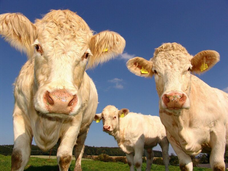 Two Cows Looking at Camera