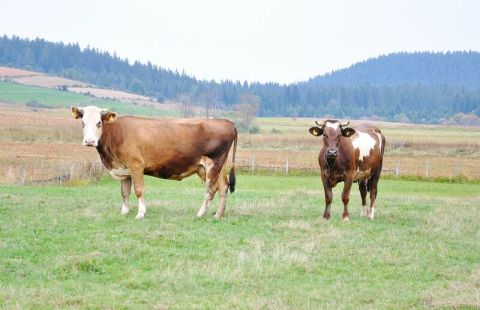 two cows on green pasture__480x310