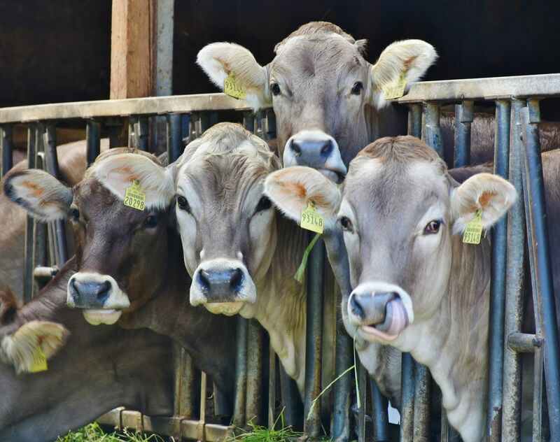 Young Cows in Pen Together